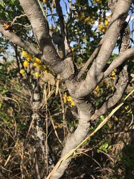 Image of Cassia tomentella (Benth.) Domin