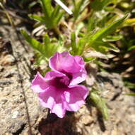 Image of Ipomoea oenotherae (Vatke) Hall. fil.