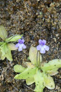 Imagem de Pinguicula dertosensis (Cañig.) G. Mateo Sanz & M. B. Crespo Villalba