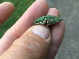 Image of Eastern Dwarf Tree Frog