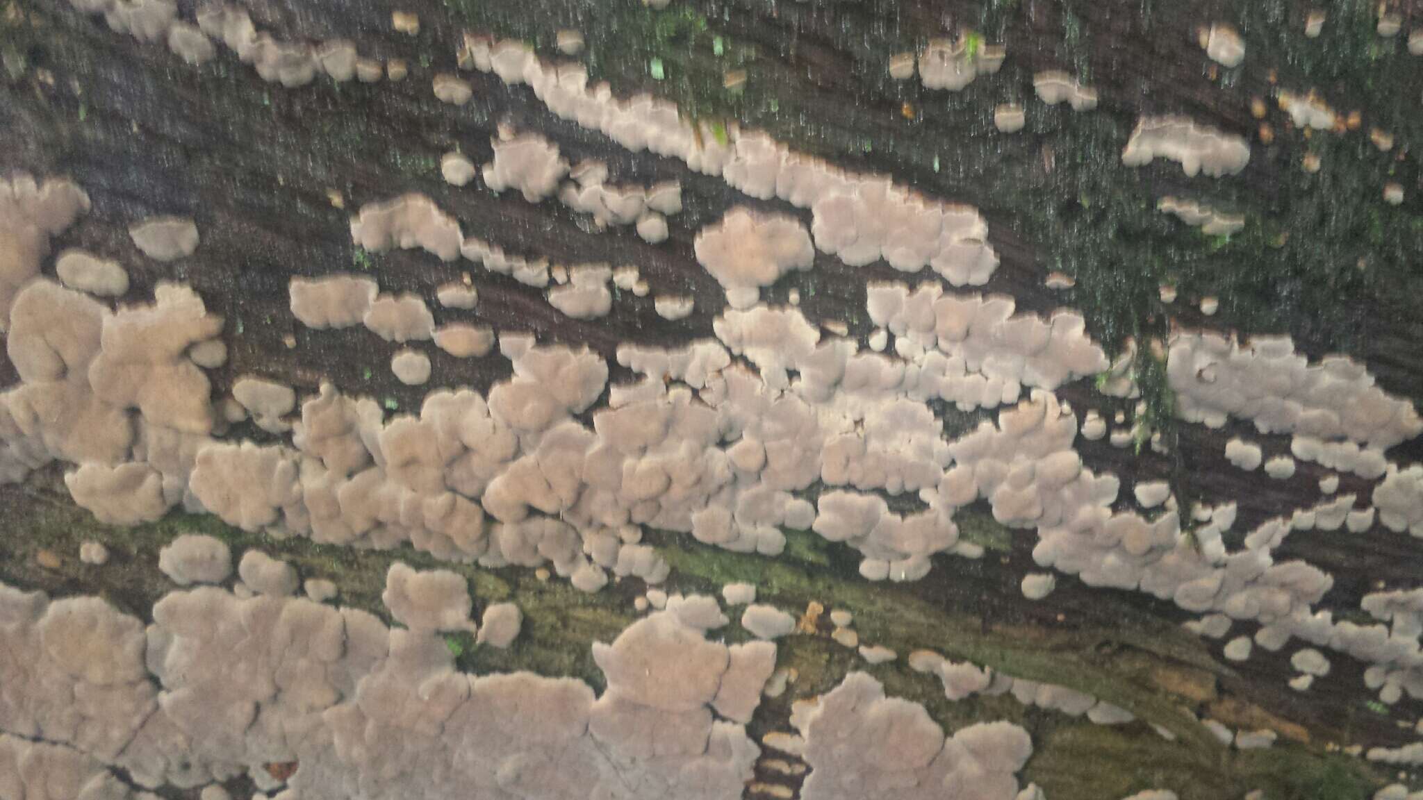 Image of Ceramic fungus