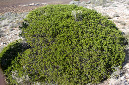 Imagem de Eremophila alternifolia R. Br.