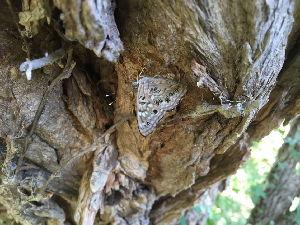 Image of Hackberry Emperor