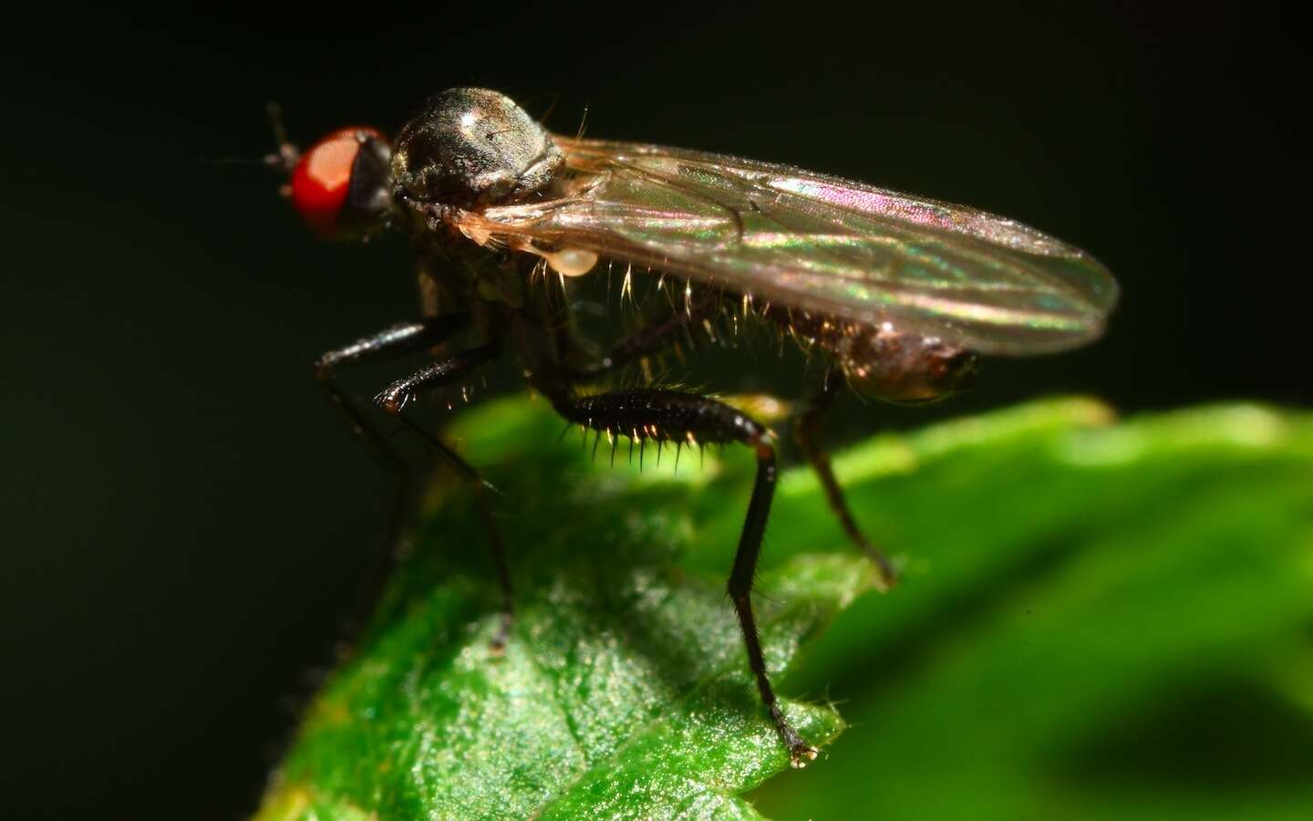 Image of Hybos culiciformis (Fabricius 1775)