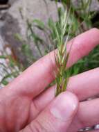 Imagem de Elymus hirsutus J. Presl