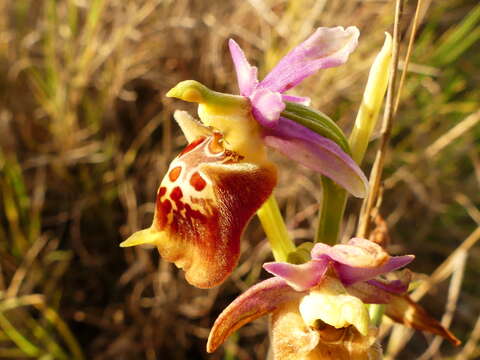 Image of Ophrys fuciflora subsp. apulica O. Danesch & E. Danesch