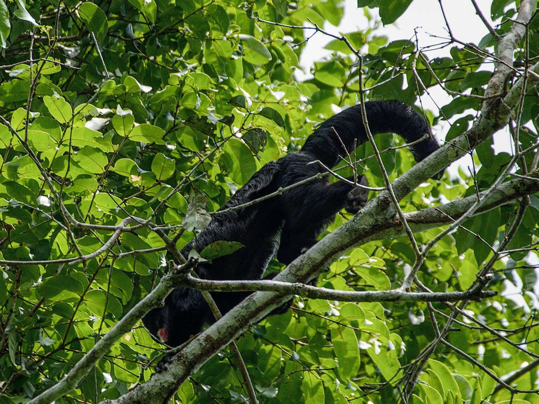 Image of Red-nosed Bearded Saki