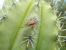 Image of Dysdercus (Dysdercus) bimaculatus (Stål 1854)