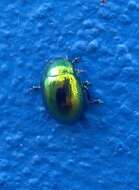 Image of <i>Chrysolina viridana</i>