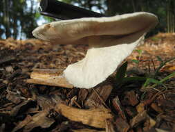 Image of Eastern Flat-topped Agaricus