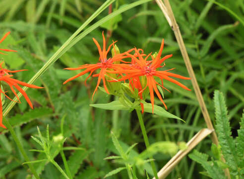 Image of Silene wilfordii (Regel) H. Ohashi & H. Nakai