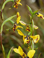 Image of Diuris leopardina