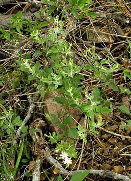 Слика од Jasminum fluminense subsp. fluminense