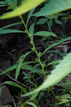 Image of manyfruit primrose-willow