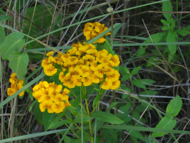 Tagetes lucida (rights holder: Tyrrhium)