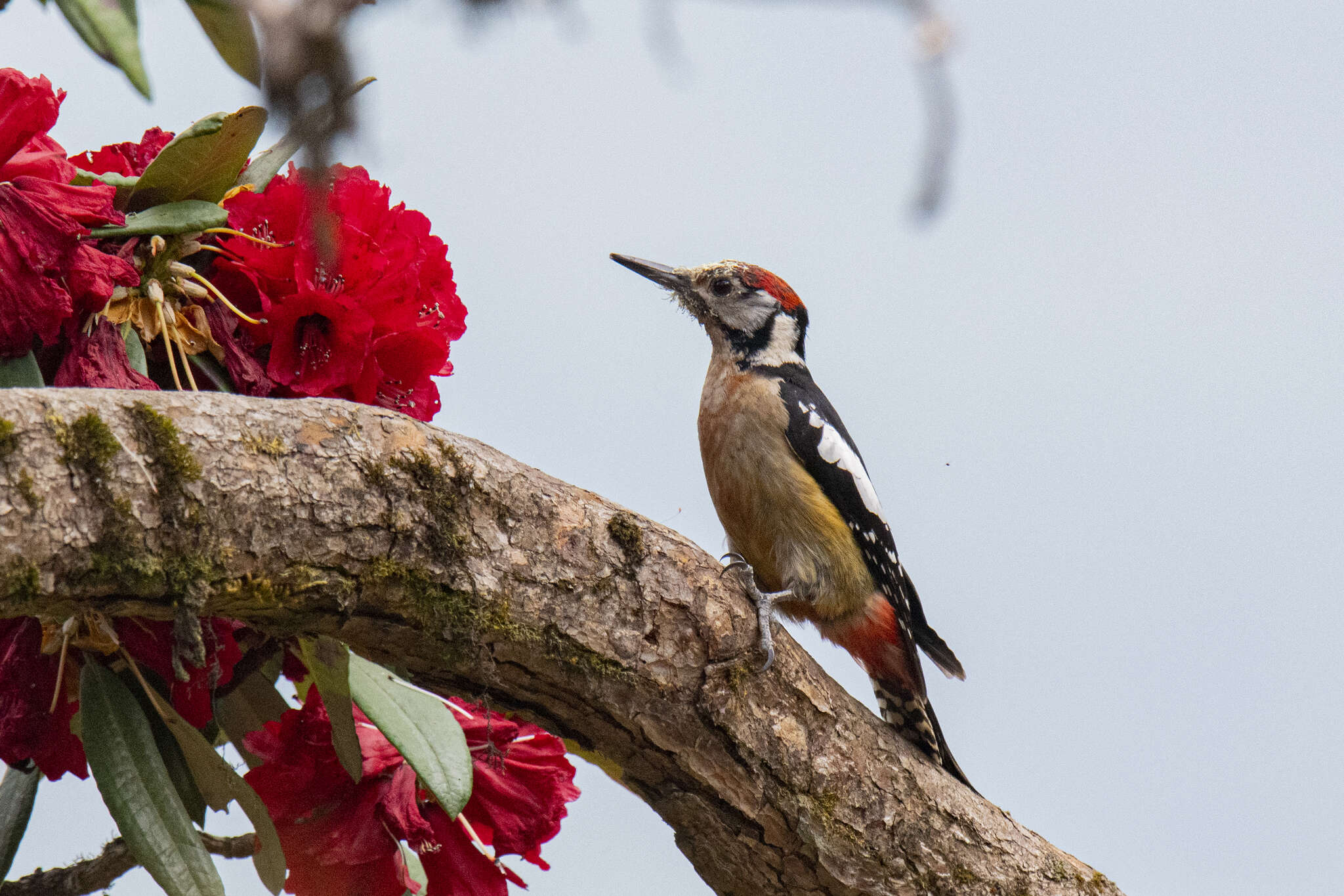 Image of Himalayan Woodpecker