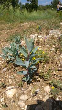 Image of Euphorbia macroclada Boiss.