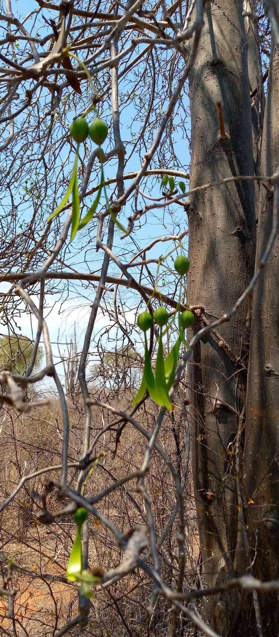 Image of Gyrocarpus