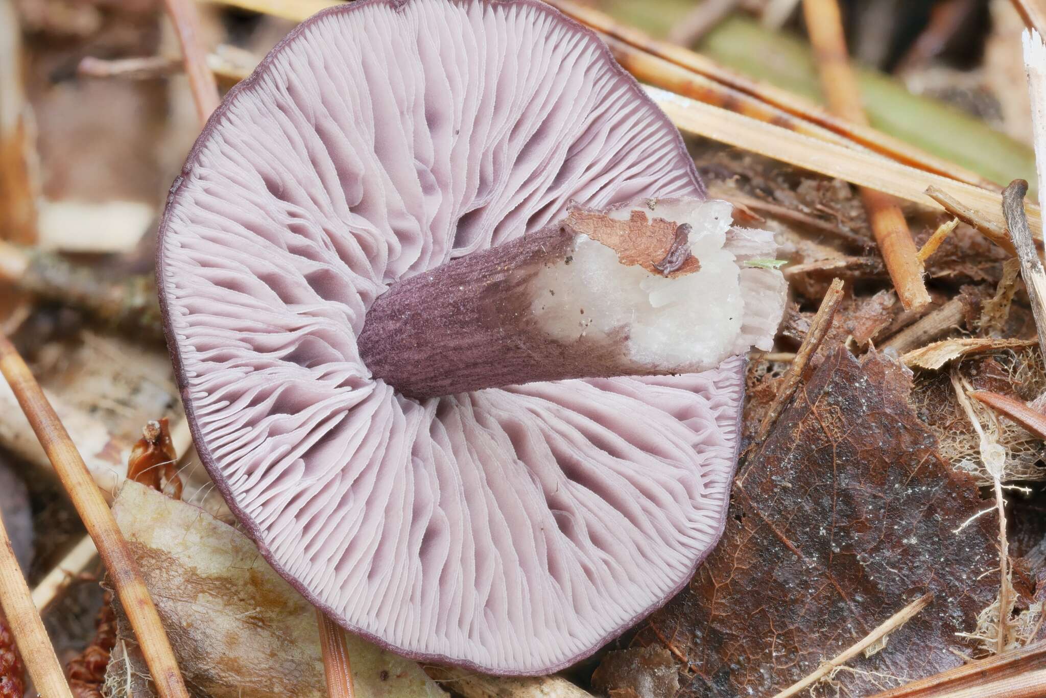 Image of Violet pinkgill