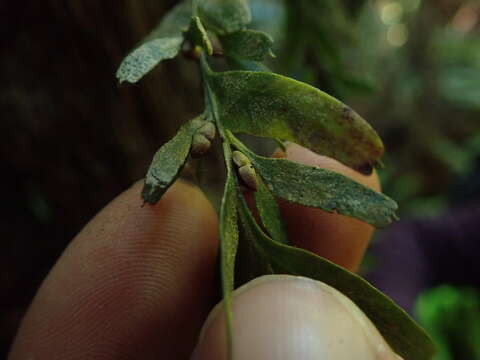 Image of Tmesipteris horomaka Perrie, Brownsey & Lovis