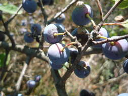 Image of Prunus spinosa subsp. dasyphylla (Schur) Domin