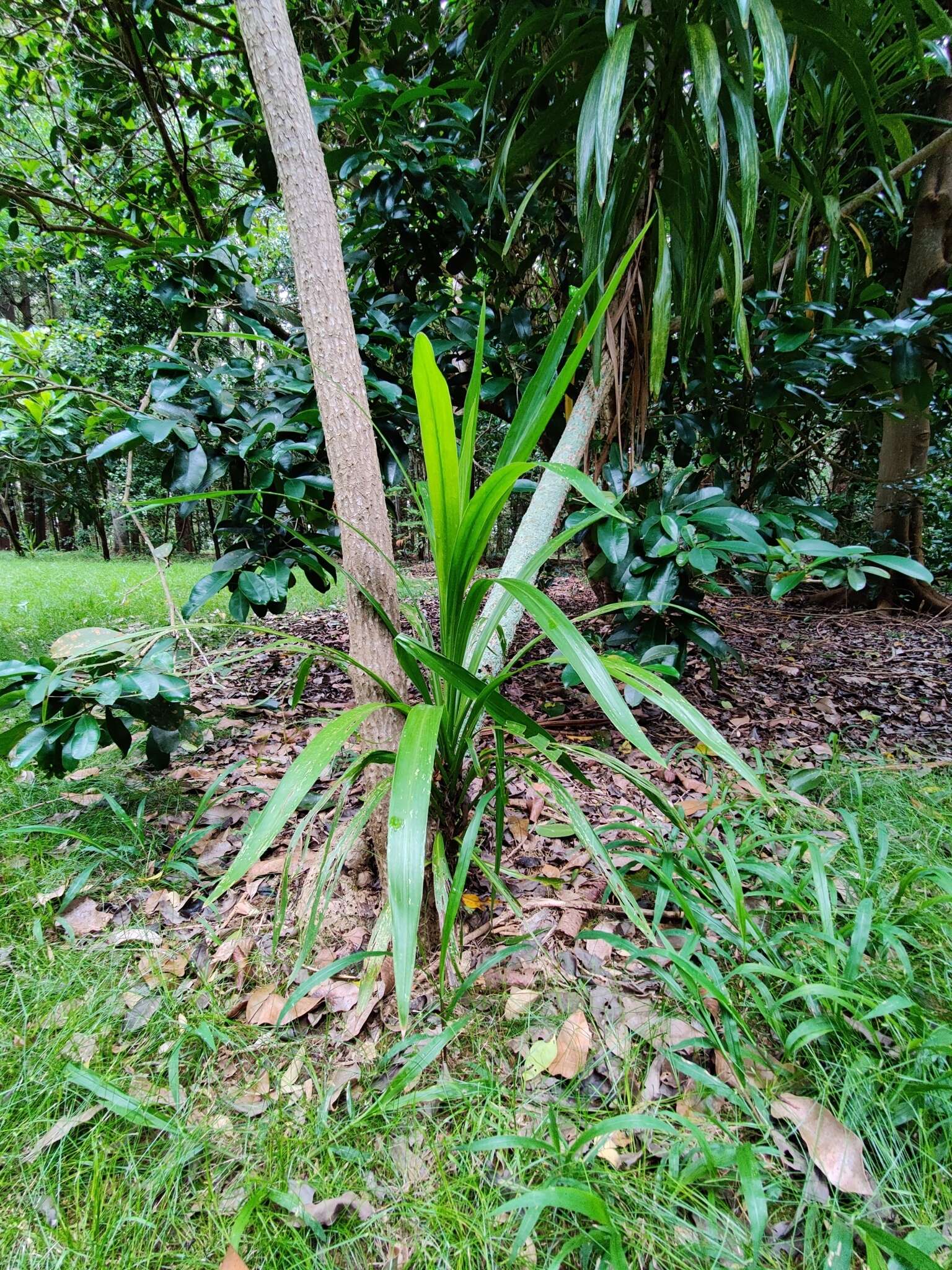 Image of Cordyline obtecta (Graham) Baker