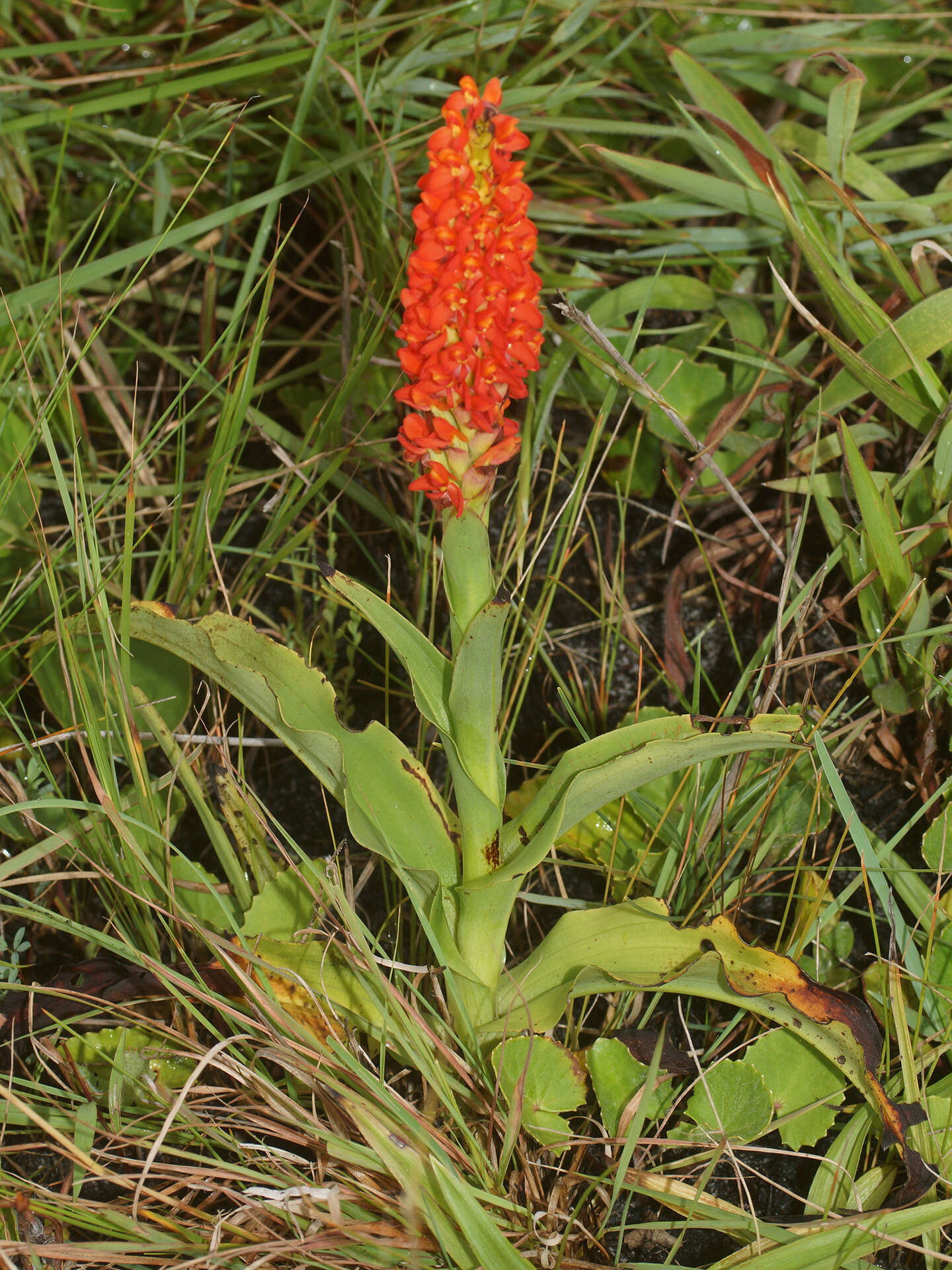 Image de Disa polygonoides Lindl.