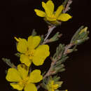 Hibbertia priceana J. R. Wheeler resmi