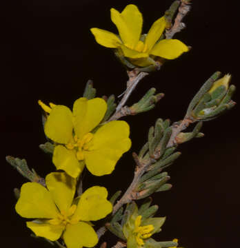 Hibbertia priceana J. R. Wheeler resmi