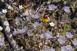 Phacelia exilis (A. Gray) G. J. Lee的圖片