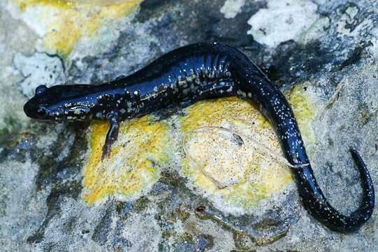 Image of Western Slimy Salamander