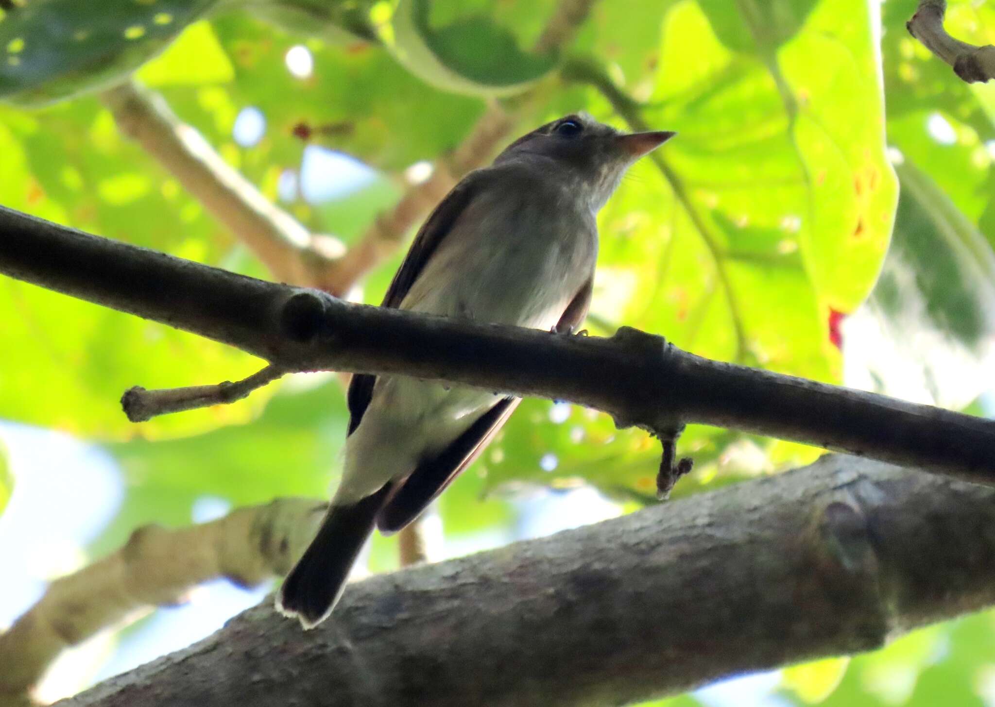 Image of Brown-streaked Flycatcher