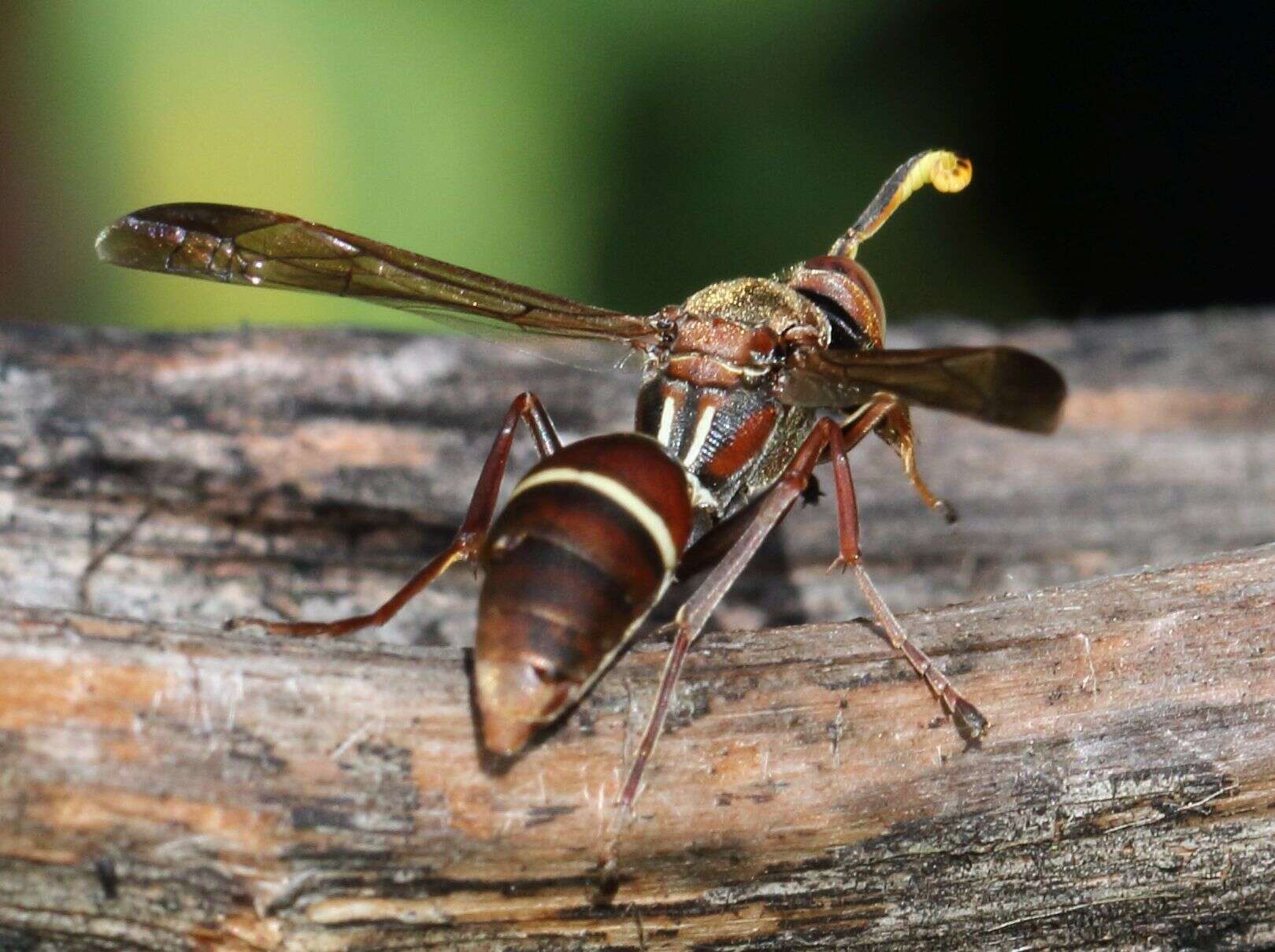 Image of Polistes marginalis (Fabricius 1775)