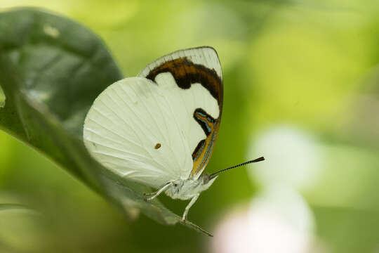 Plancia ëd Dynamine myrrhina Doubleday (1849)