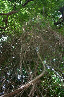 Smilax excelsa L. resmi