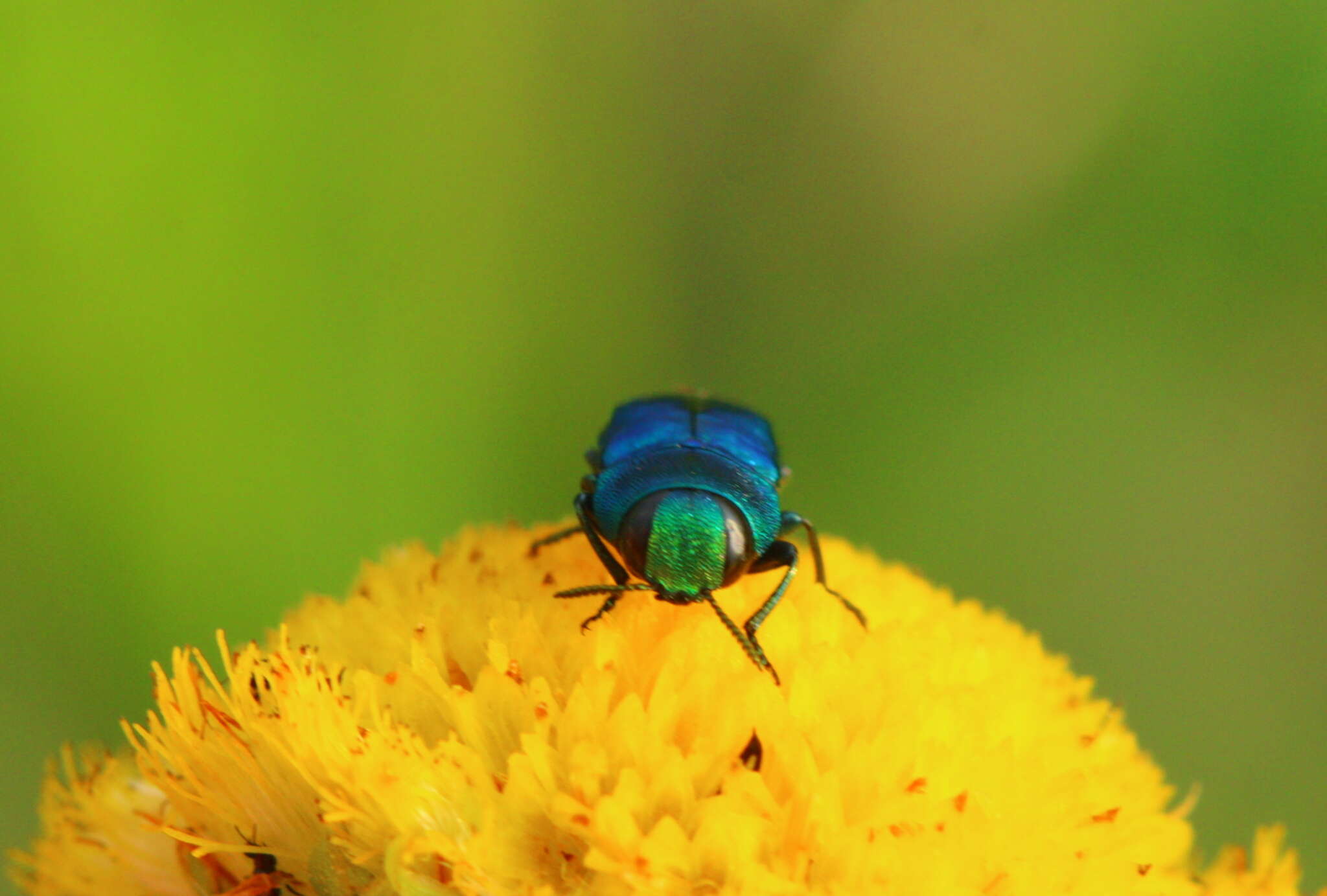 Image of Anthaxia marginata (Thunberg 1787)