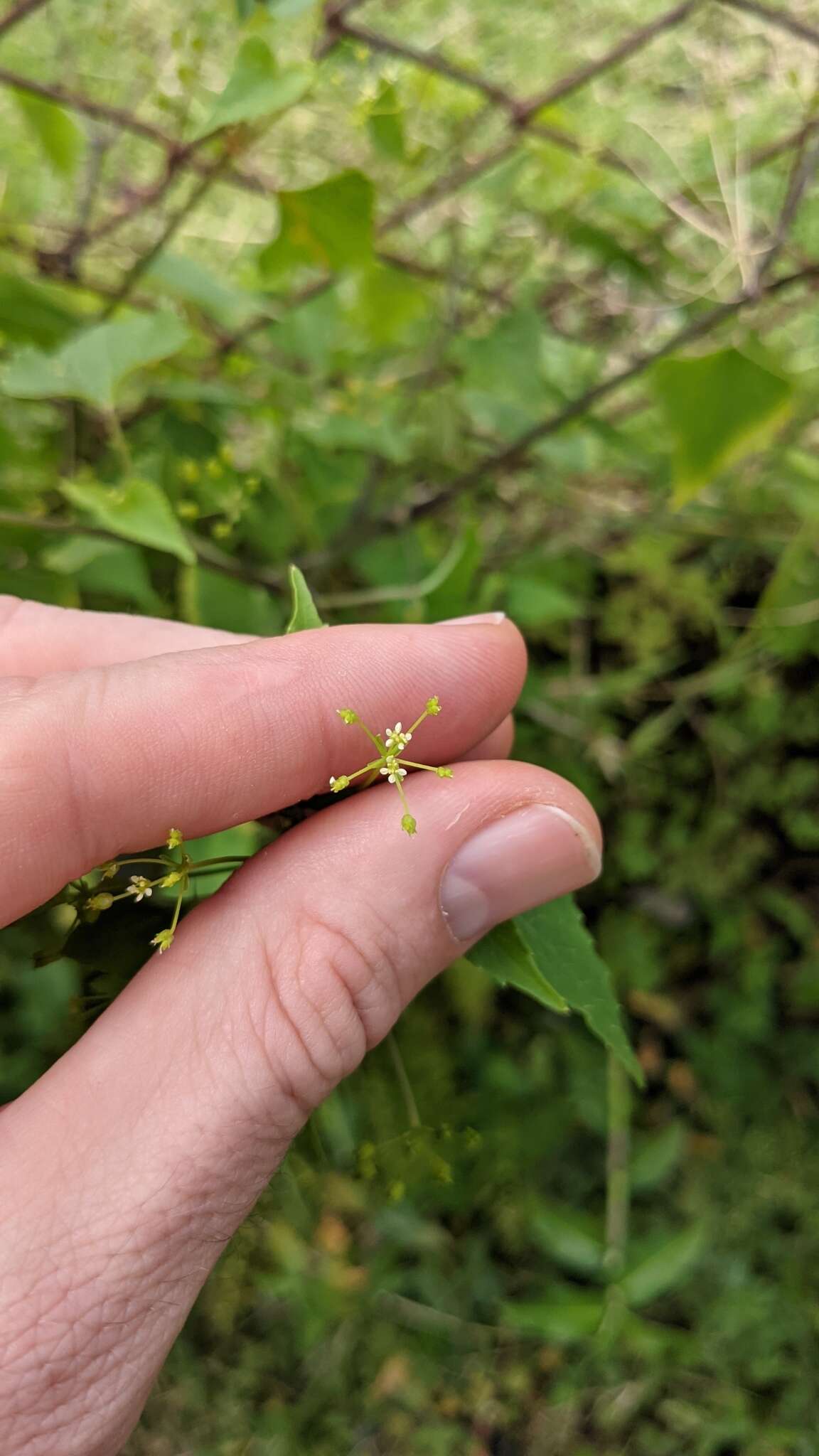 Image of Spananthe paniculata Jacq.