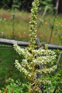 صورة Veratrum californicum var. caudatum (A. Heller) C. L. Hitchc.