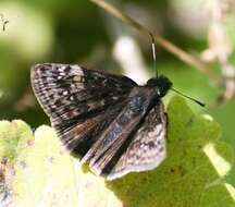 Image de Erynnis lucilius Scudder & Burgess 1870