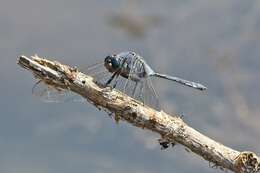 Image of Long Skimmer