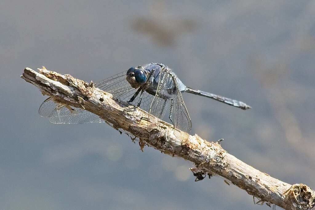 Image of Long Skimmer