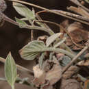 Image of Phacelia secunda J. F. Gmel.