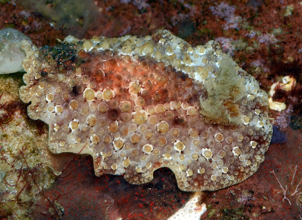 Image of Carminodoris bifurcata Baba 1993