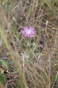 Centaurea jacea subsp. substituta (Czer.) A. D. Mikheev的圖片