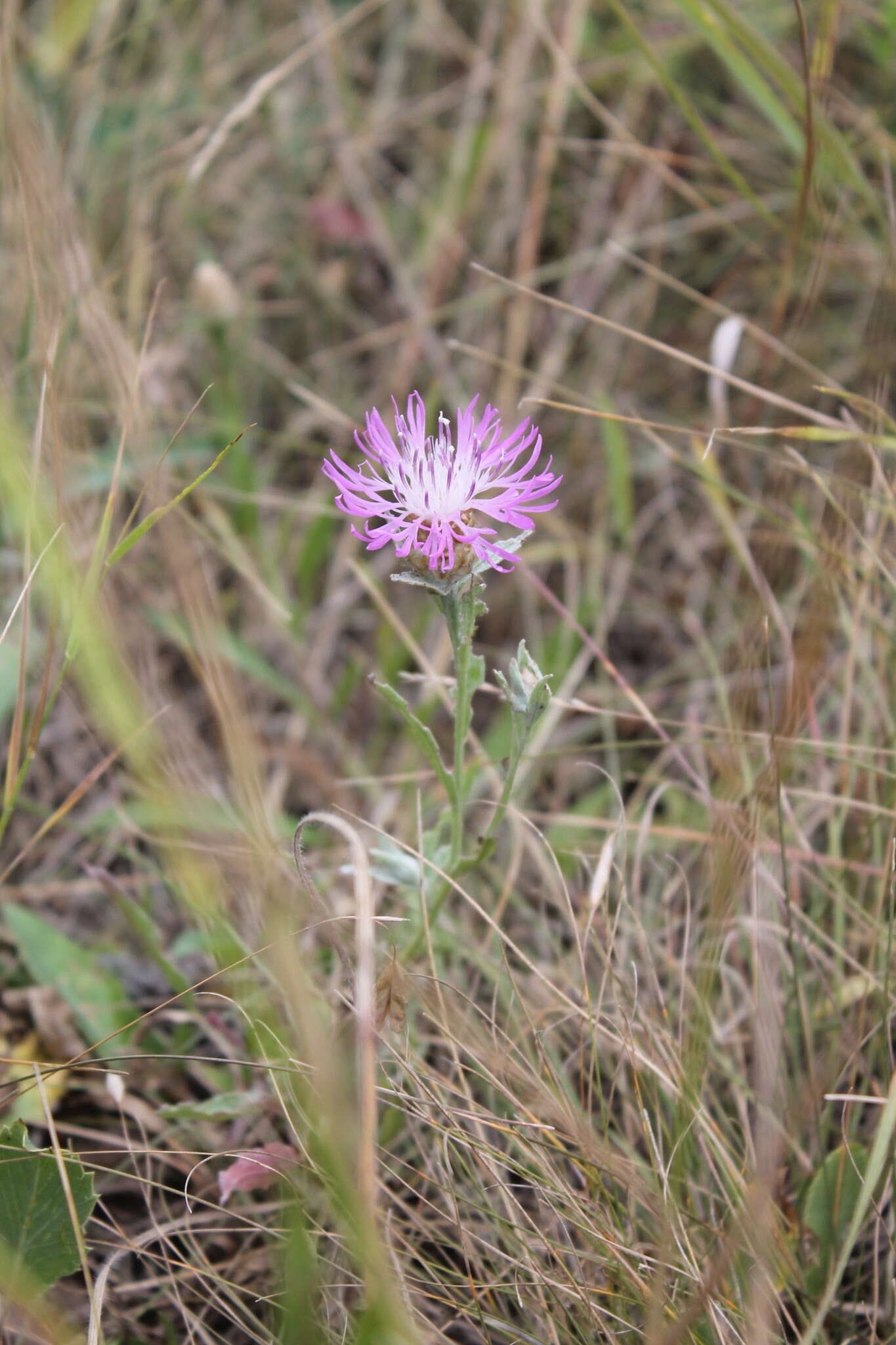 Image of Centaurea jacea subsp. substituta (Czer.) A. D. Mikheev