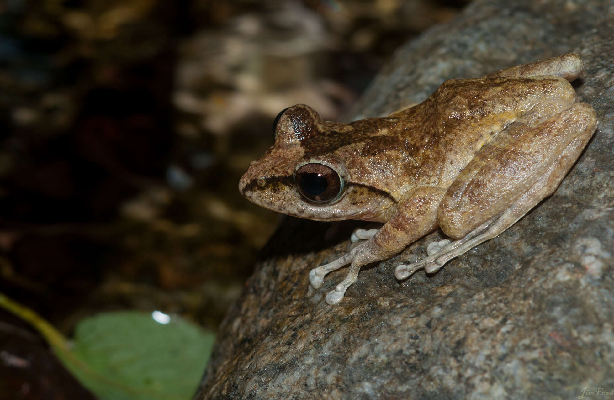 Image of Buergeria robusta (Boulenger 1909)