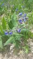 Image of Pulmonaria mollis Hornem.