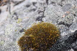 Image of grimmia dry rock moss