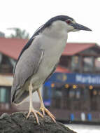 Sivun Nycticorax nycticorax hoactli (Gmelin & JF 1789) kuva