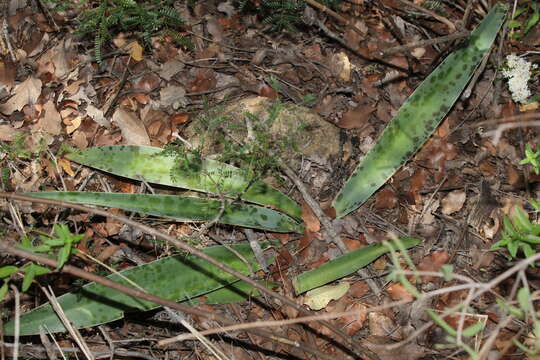 Image de Agave guttata Jacobi & C. D. Bouché